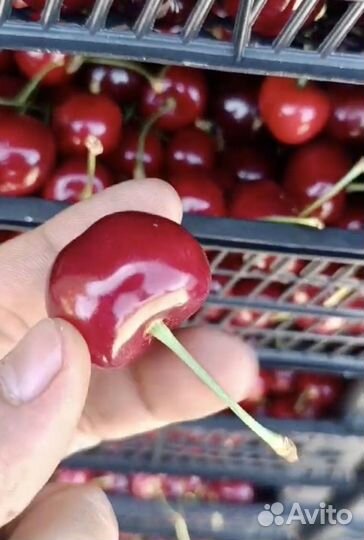 Черешня Мелитопольская крупная оптом