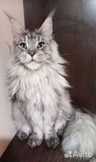 Кот Мейн-кун