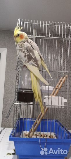 Попугай Корелла девочка с клеткой