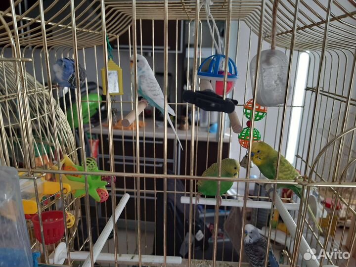 Птенцы волнистый попугай