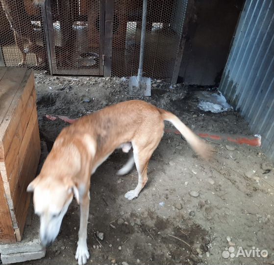 Продаются щенки русской гончей