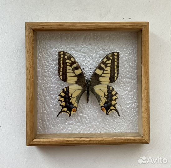Бабочка в рамке Papilio machaon