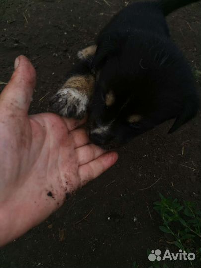 Отдам бесплатно