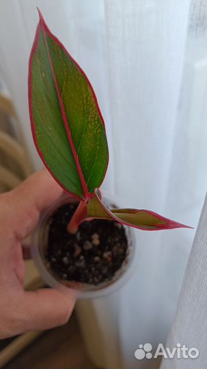 Аглаонема Крит