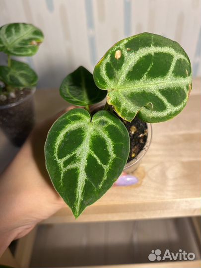 Антуриум сильвер блаш