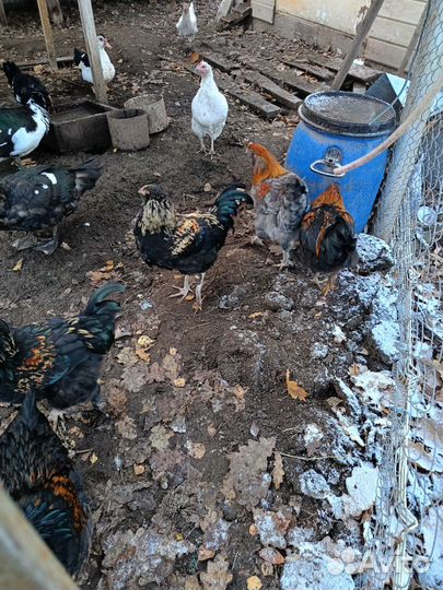 Продам петухов