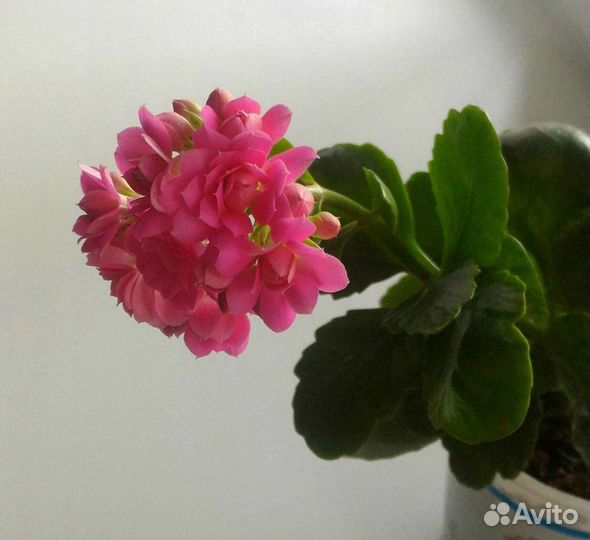 Алоэ, каланхоэ