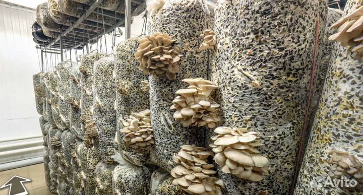 С 1 кг выходит 10 кг