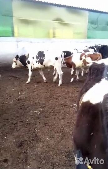 Бычки для откорма