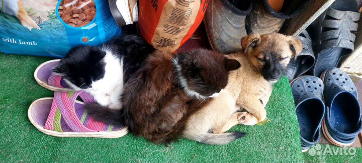 Щенок девочка в добрые руки