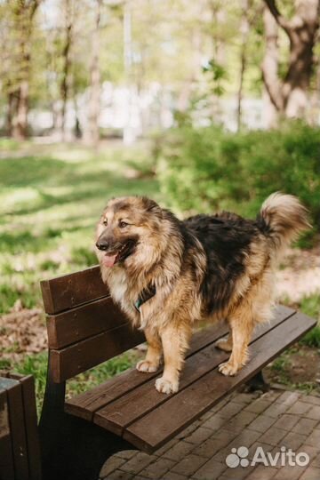 Большая собака в добрые руки
