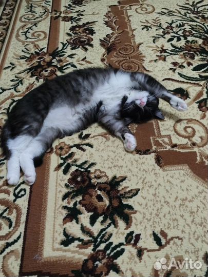 Кот в добрые руки бесплатно