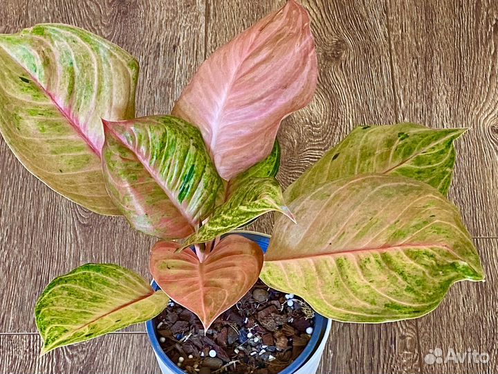 Аглаонемы тайские редкие