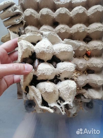 Мраморные тараканы