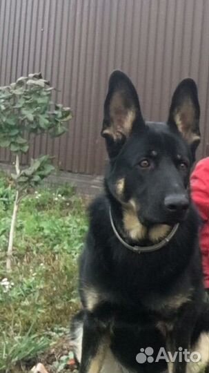 Вязка восточно-европейская овчарка