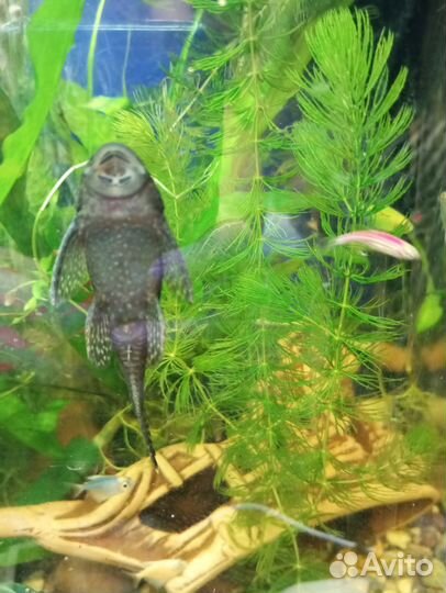 Самки анцитруса