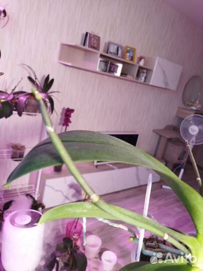 Орхидея фаленопсис белая бабочка