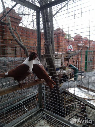 Голуби Артамоны Краснодарские бойные