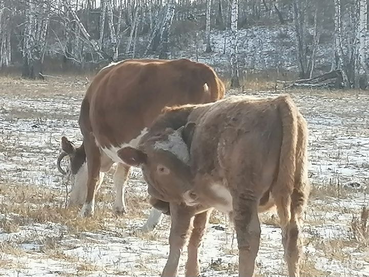 Молодняк крс на доращивание