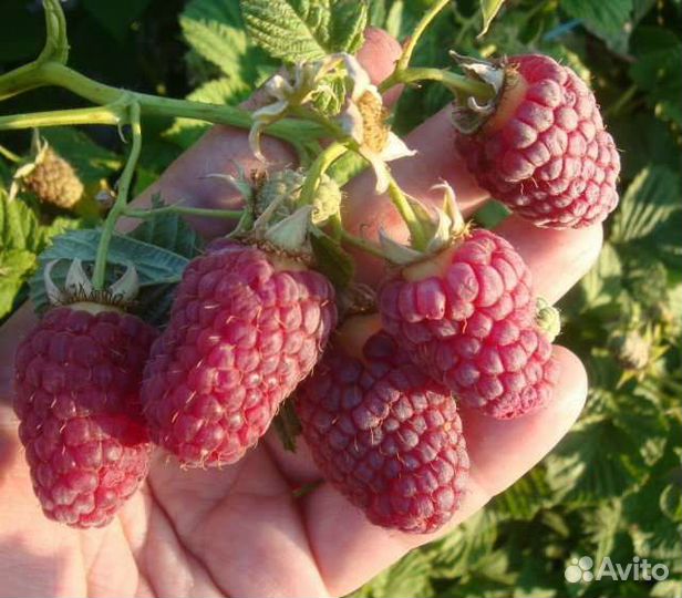 Малина Лячка(Ляшка) ремонтантная, саженец