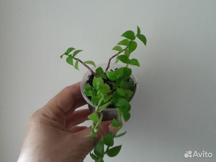 Каллизия лонгифолия