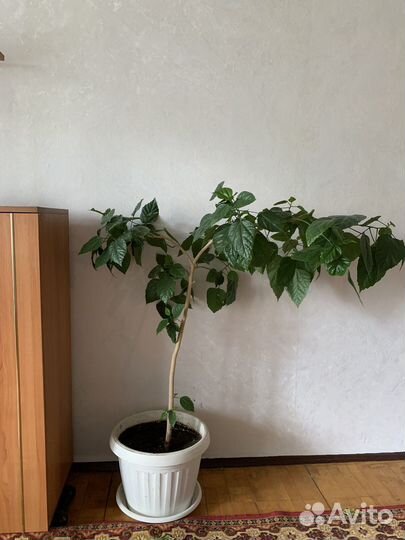 Китайская роза