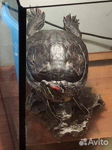 Чрепашка в добрые руки