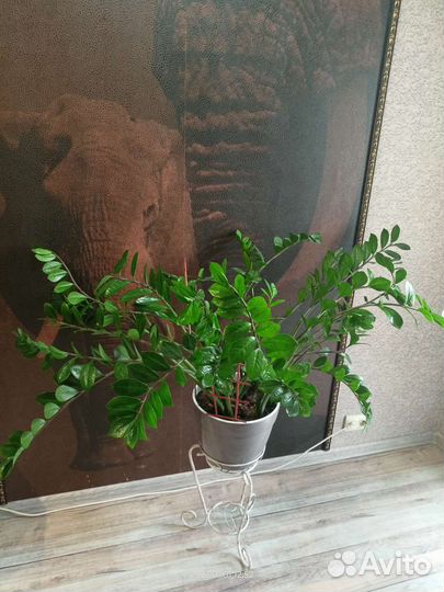 Замиокулькас