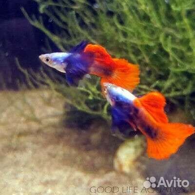 Гуппи, Меченосцы, Анциструсы