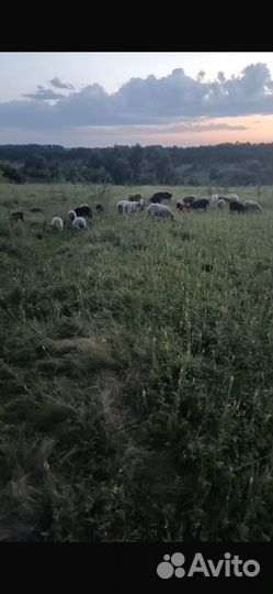 Овцы,бараны ярки
