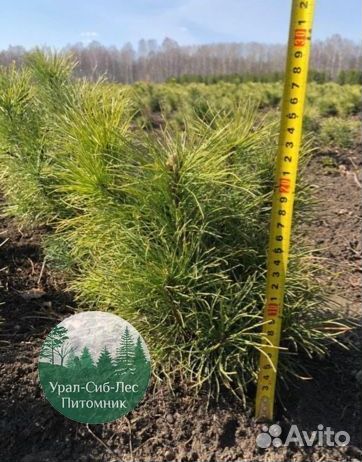 Сеянцы зкс Сосна Ель Лиственница окс Голуб Горн