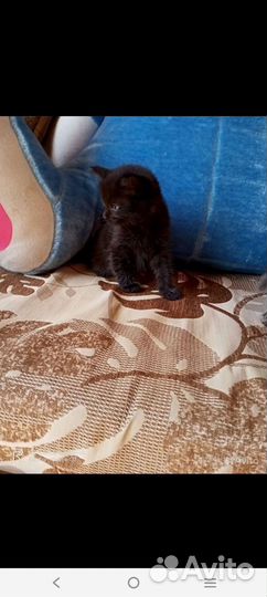 Котята в добрые руки бесплатно