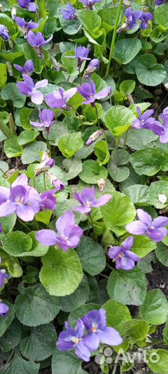 Фиалка садовая