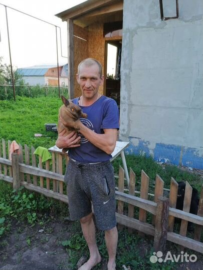 Продам породистого кролика в хорошие руки