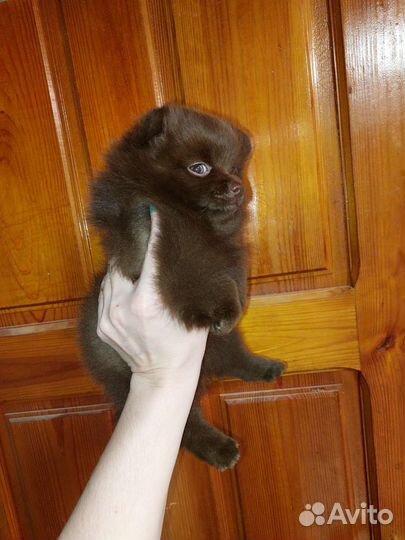 Без предоплат.Шпиц mini и стандарт девочка