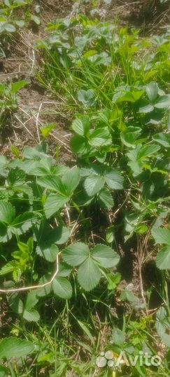 Рассада клубники