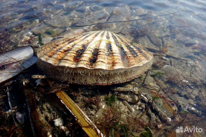 Гребешок Пиктен