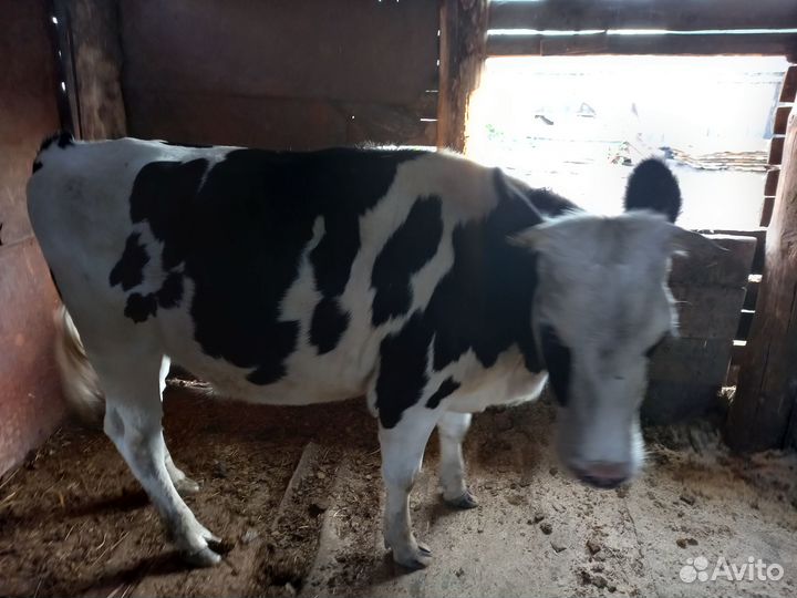 Продам тёлку