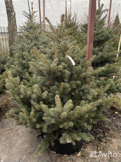Ель голубая и зеленая
