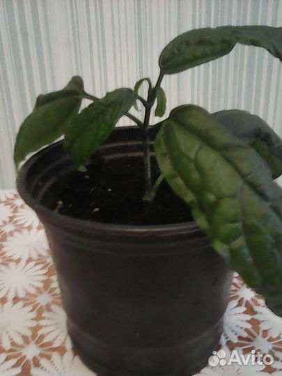 Клеродендрум Шмидта