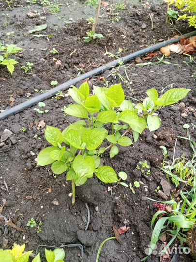 Жимолость., спирея золотистая