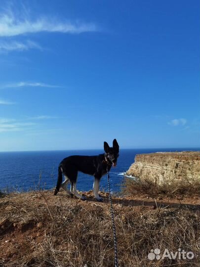 Отдам в добрые руки