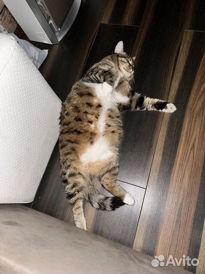 Отдам кота в добрые руки