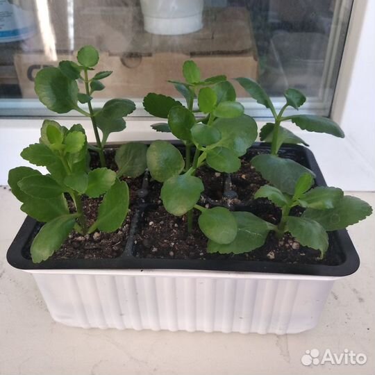 Сортовые каланхое и крассула (толстянка)