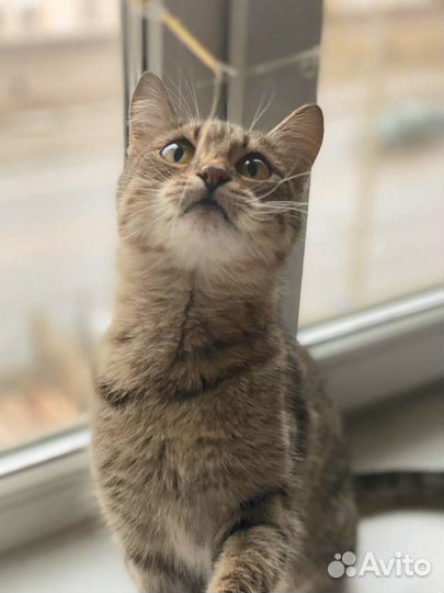Кошечка подросток ищет дом