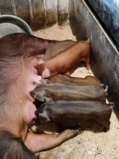 Поросята дюрок