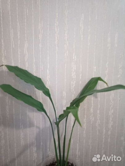 Спатифиллумы разные