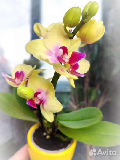 Орхидея миниатюрная