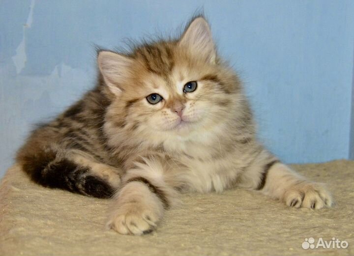 Сибирские котята питомник