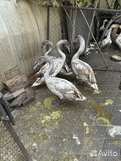 Лебеди белые